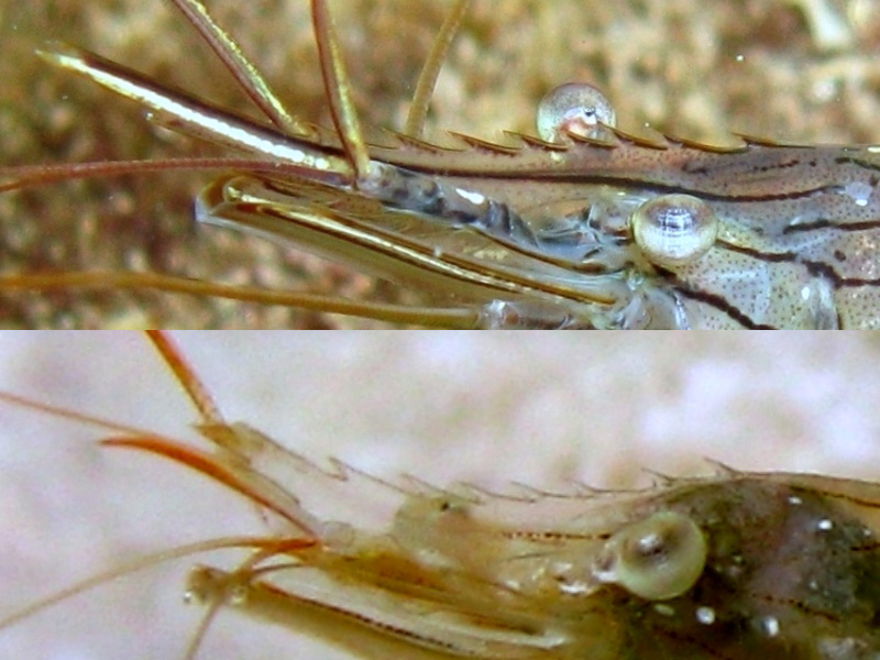 Differenze tra Palaemon serratus e Palaemon elegans